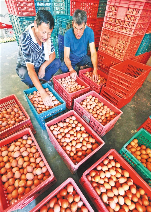 安徽当涂县护河镇青山蛋鸡养殖场养殖户将新鲜鸡蛋装筐准备销往市场。 王文生摄