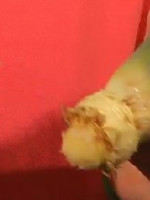 买菠萝的时候,顶花千万要拿回来!99%的人不知