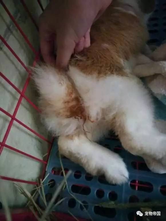 其实小屁股也是很难受的,拉起兔子的尾巴,看着它满怪兽的血,挺心疼的.雷欧奥特曼兔子猴子图片