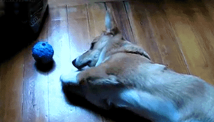 最新一期内涵爆笑动图 清纯萝莉的裙子下,到底藏着啥