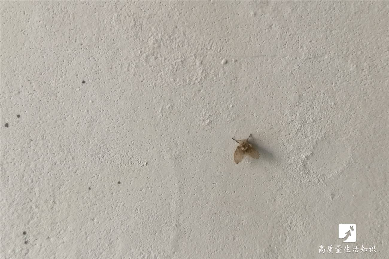 怎么处理厕所中不断产生的小飞虫（蛾蚋）？
