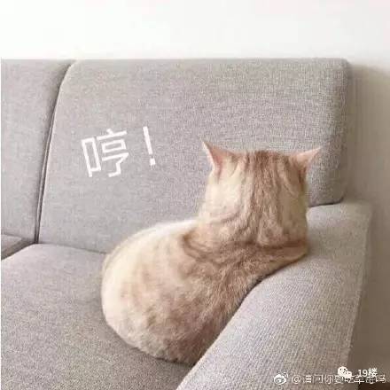 网友实名举报中华气死猫!听完也是哈哈哈哈哈