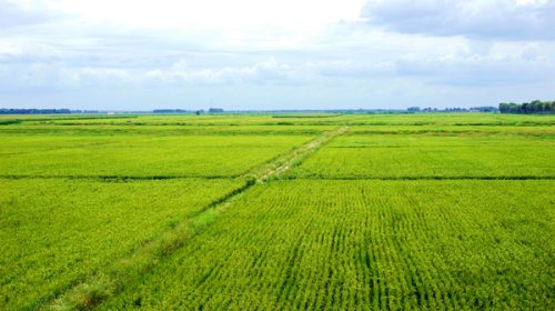 新疆农科院土肥所与中兴农业共同助力现代农业