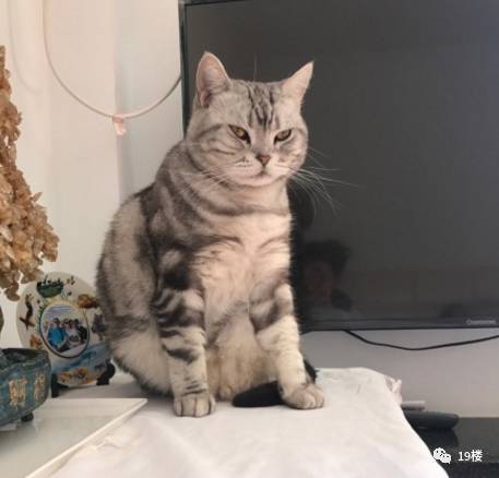 网友实名举报中华气死猫!听完也是哈哈哈哈哈