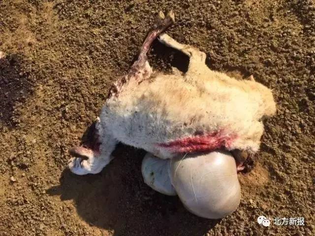 现场惨烈!四子王旗草原群狼袭羊群 疑似报复性