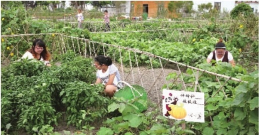 开心农场 返璞归真