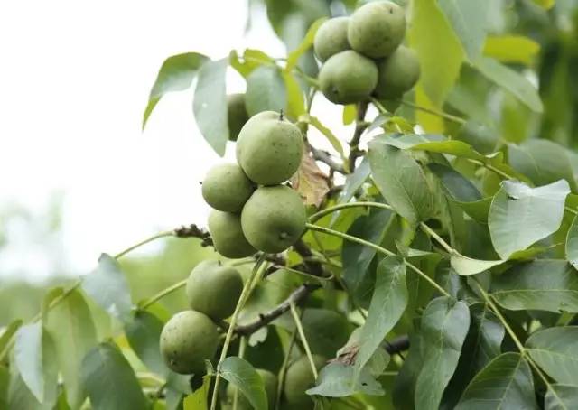 山货界的唐僧肉,遵义青皮核桃3斤仅售25块5