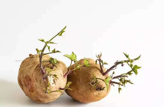 发芽食物有毒不能吃?这两种食物发芽后,营养翻