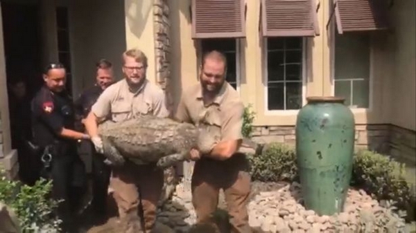 不速之客!飓风后美国一男子家中惊现鳄鱼