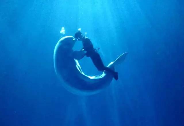 旅游丨教师节海洋世界给老师送来这份大礼!