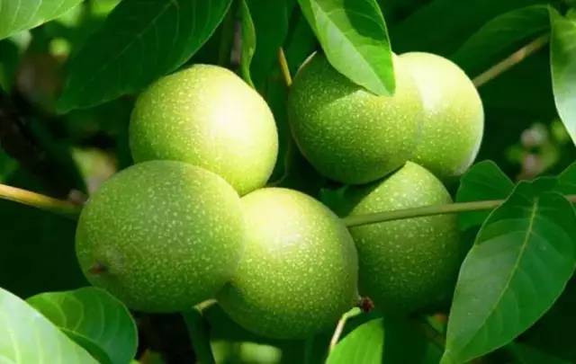 山货界的 唐僧肉 ,遵义青皮核桃3斤仅售25块5!