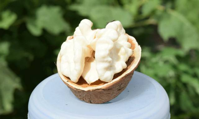 山货界的唐僧肉,遵义青皮核桃3斤仅售25块5