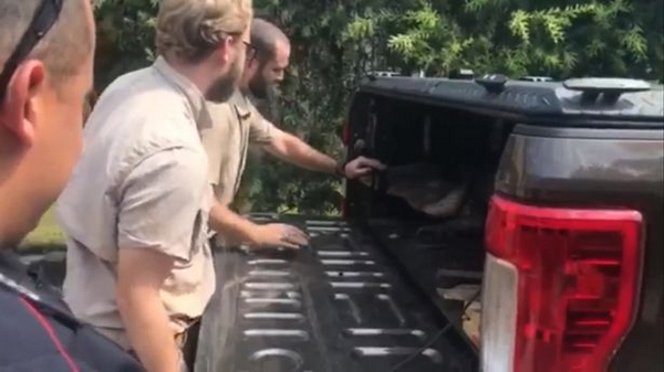 不速之客!飓风后美国一男子家中惊现鳄鱼