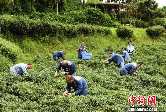 点击图片查看详情 雅安泸县人口_雅安的人口民族(2)