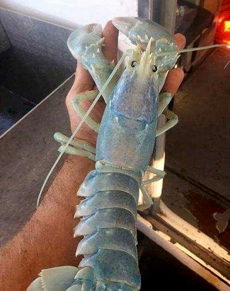 美渔民捕获 幽灵虾 外壳晶莹通透令人称奇|龙虾