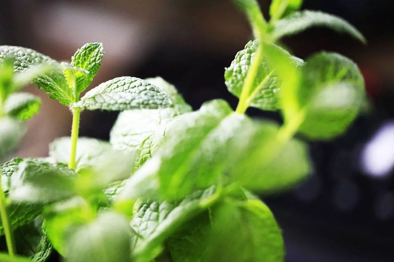 阳台种好三盆花,全家药费不用花,下火、消炎、