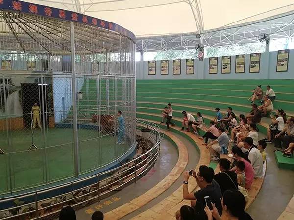 历时24年的马戏表演叫停遇阻 广州动物园回应:将依法劝退