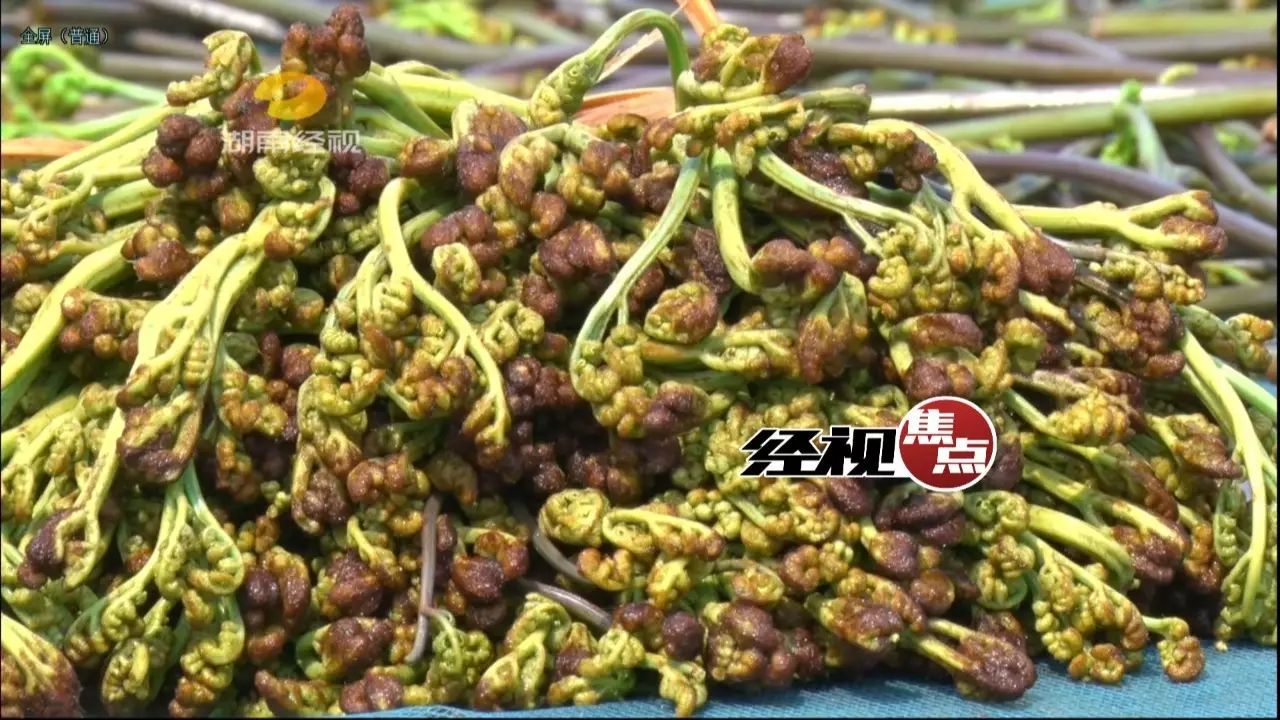 湘食那么美:湘春蕨菜--山菜之王|公众号|蕨菜|山