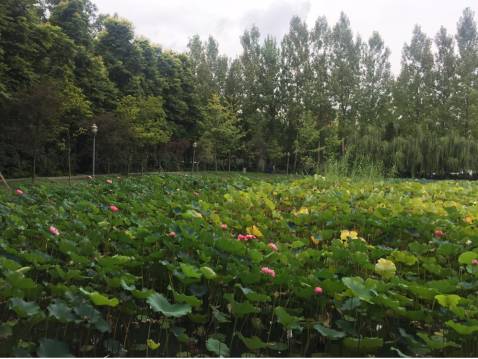 开学大直播 | 土豪学院 川传 开学show:美女、鲜