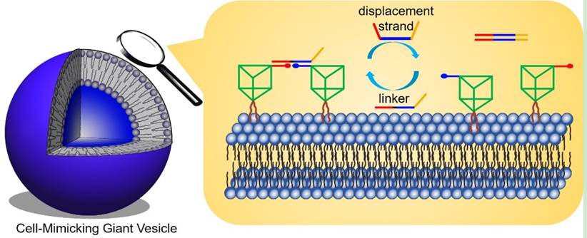 论文抢鲜看】MBL 实验室实现仿生巨型囊泡表