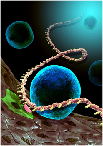 科学家首次揭示RNA表观修饰在造血干细胞发