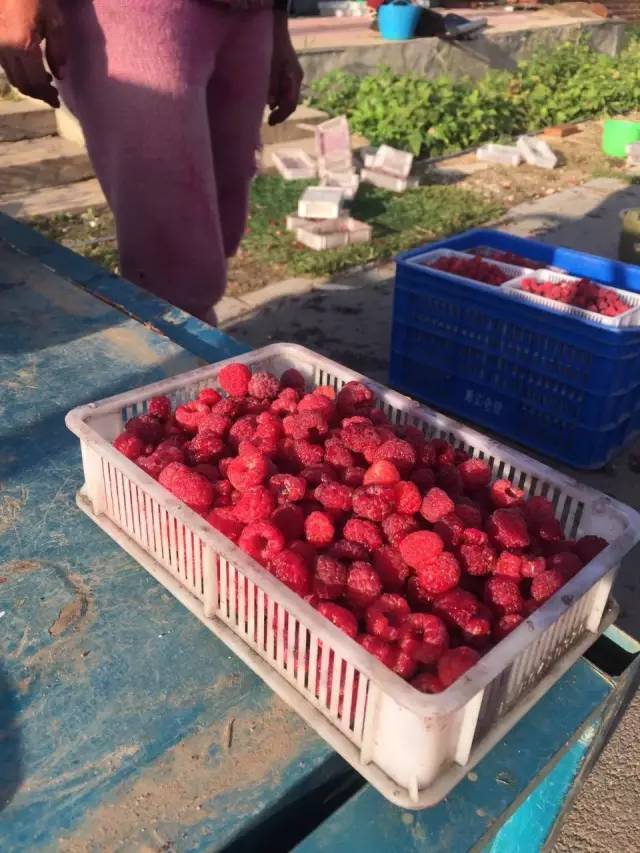 老百姓的事比天大!易书记关心的树莓滞销难题