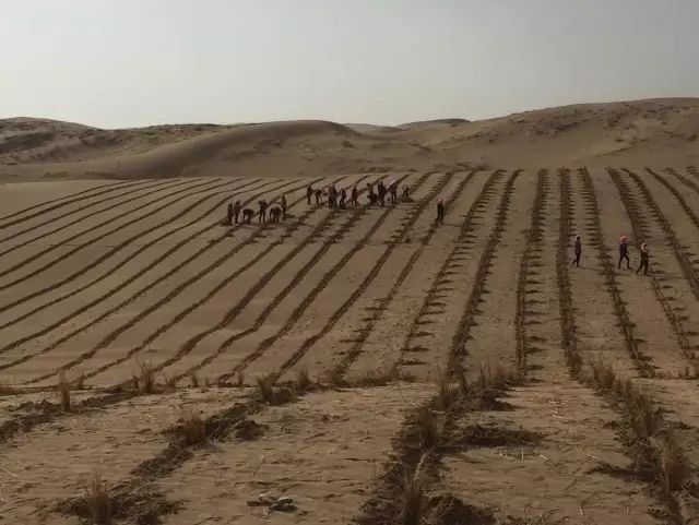 观天下 | 大道之行--中国荒漠化治理撷英