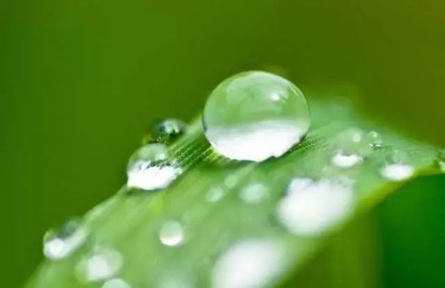 露从今夜白,月是故乡明|鸿雁|故乡|节气_新浪新闻