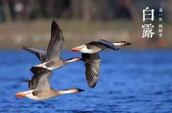 【涨知识】今日白露,你可知何为三候?何为十