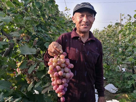 雄安新区临时占地先行补偿标准公布:种玉米农