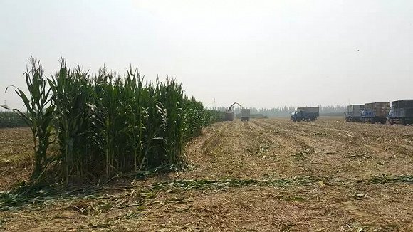 雄安新区临时占地先行补偿标准公布:种玉米农