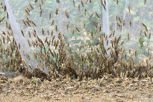 中科院新科技可望治蝗灾:让蝗虫变聋子