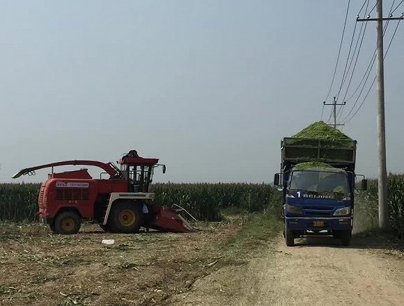 雄安新区临时占地先行补偿标准公布:种玉米农