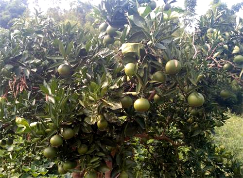 铜梁大庙镇:一棵小柑橘树结了132个果子