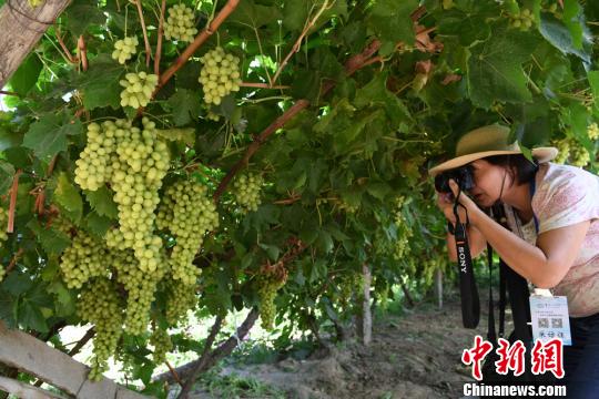 海外华文媒体聚焦敦煌葡萄产业:大漠中的绿色