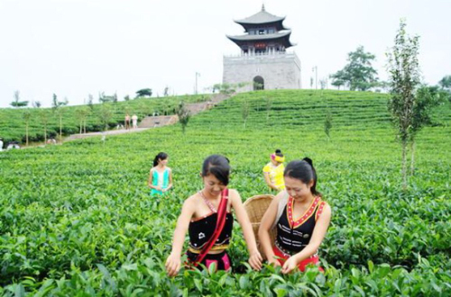 上海对口帮扶助推当地经济发展 云南普洱市来