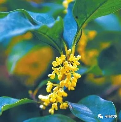 周末雨后迎晴天!白露时节昼夜温差大,早晚出行