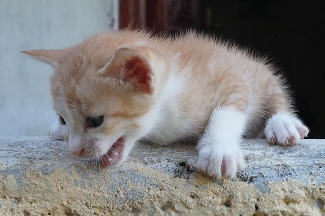 听音乐起鸡皮疙瘩,这是怎么回事?|鸡皮疙瘩|音