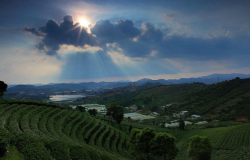 上海对口帮扶助推当地经济发展 云南普洱市来