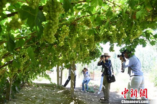 海外华文媒体聚焦敦煌葡萄产业:大漠中的绿色
