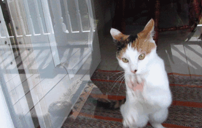 最有趣的宠物反应,哪个表情逗到你了?