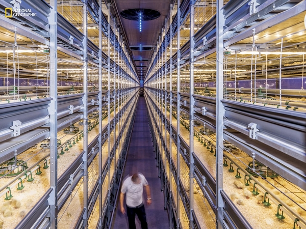 荷兰成世界第二大食品出口国背后:依靠高科技