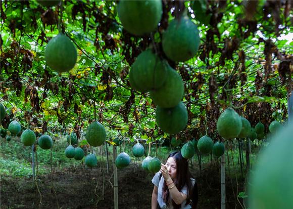 黔江:瓜蒌种植助农增收|瓜蒌|根块|金洞
