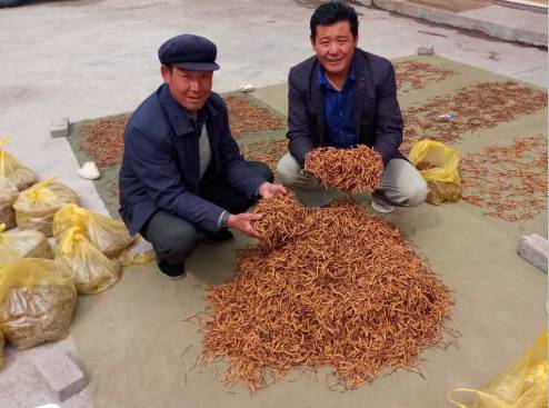 啤酒泡冬虫夏草?92后中年人的黑暗料理,喝不