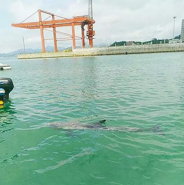 一受伤海豚游进惠东海域 现已被转移到海龟保
