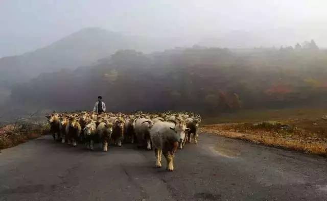 沿着这条本桓公路一直向东,可到达著名的画家村——洋湖沟,这里的枫叶也艳名在外,是摄影师、画家的采风常地。