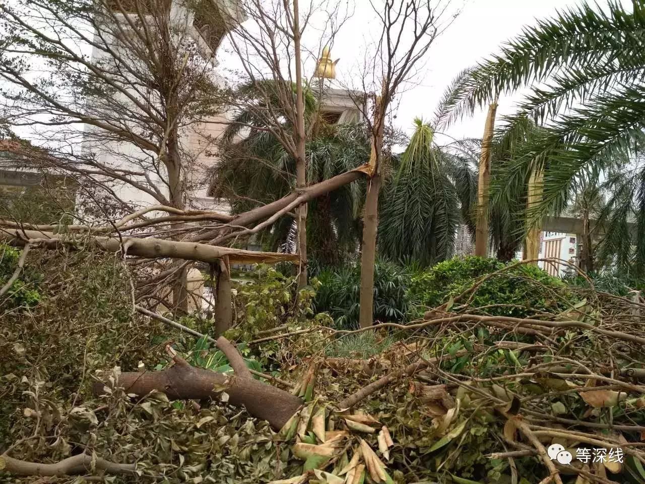 【等深线】澳门台风教训|澳门|气象局|帕卡_新