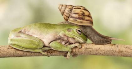 冷知识大讲堂丨藏在蜗牛嘴里的牙齿竟然比鲨鱼还多?!|大讲堂|牙齿|鲨鱼_新浪新闻