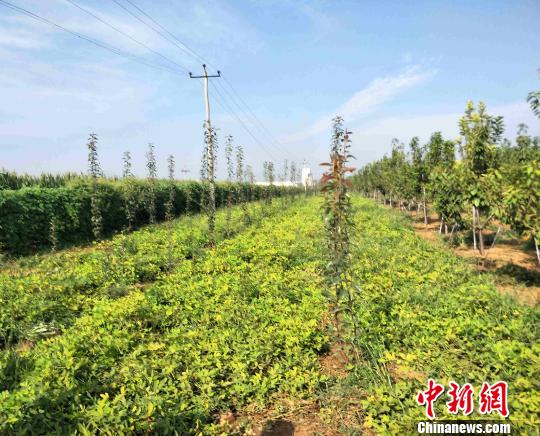 河北贫困山区县的 绿色 扶贫之路|玉米|旅游|光