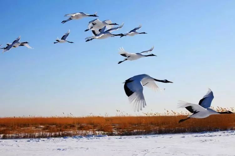东方早安丨晴空一鹤排云上，便引诗情到碧霄|黄鹤楼|鹤|乌衣巷_新浪新闻